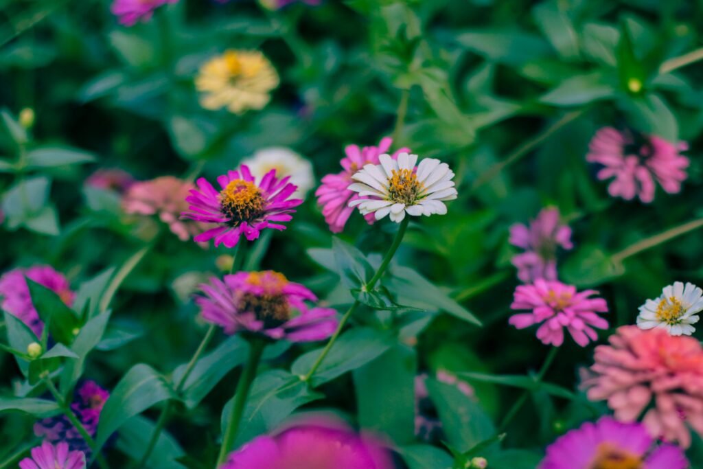 sencia jardineria